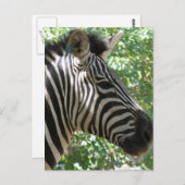 Cute Zebra Briefkaart (Voorkant / Achterkant)