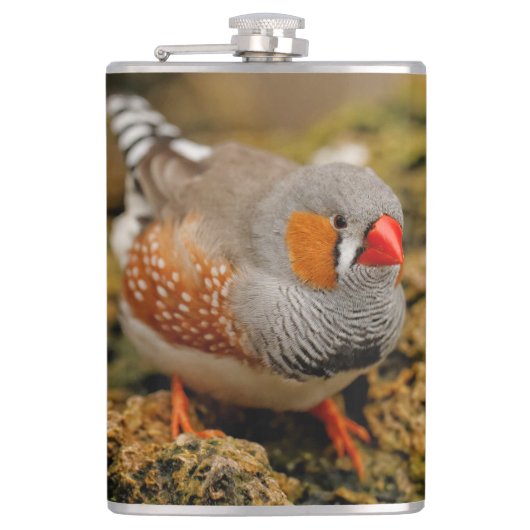 Cute Zebra Finch Songbird on the Rocks Heupfles (Voorkant)