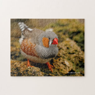 Cute Zebra Finch Songbird on the Rocks Legpuzzel