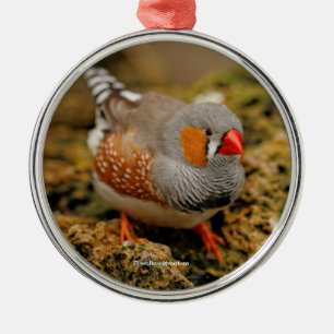 Cute Zebra Finch Songbird on the Rocks Metalen Ornament