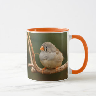 Cute Zebra Finch Songbird Sitting  Mok