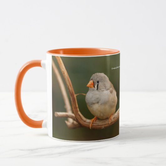 Cute Zebra Finch Songbird Sitting  Mok (Links)