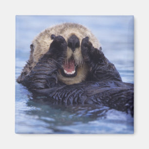 Cute Zee Otter   Alaska, Verenigde Staten Magneet
