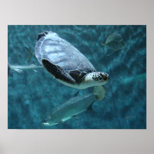 Cute Zee Turtle and Fish Swimming Poster (Voorkant)