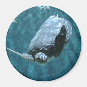 Cute Zee Turtle swimming in oceaan Foto Magnet Magneet