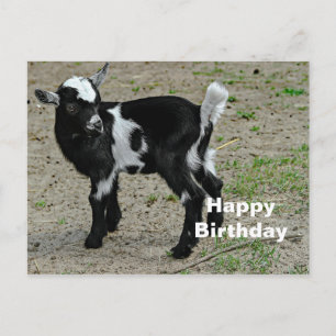 Cute zwart-witte babyschapen foto verjaardag briefkaart