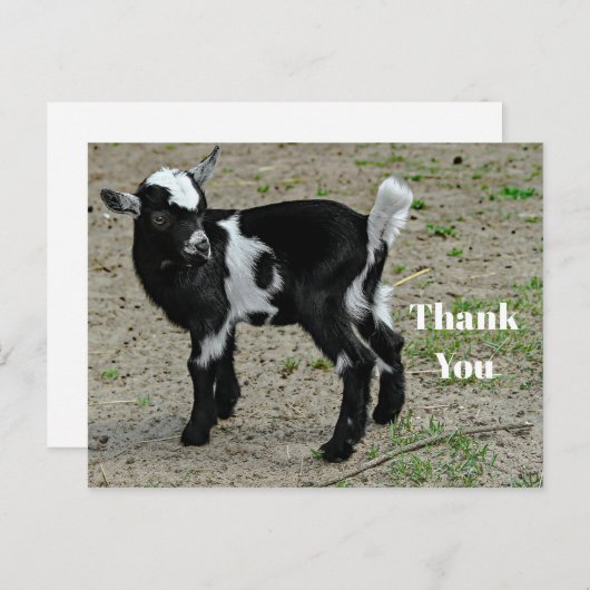 Cute zwart-witte babyschattige geitenfoto bedankt briefkaart (Voorkant / Achterkant)