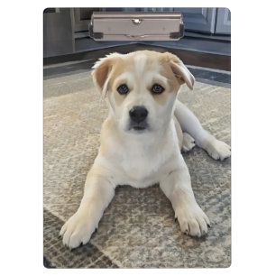 Cuteness Puppy Overload Klembord