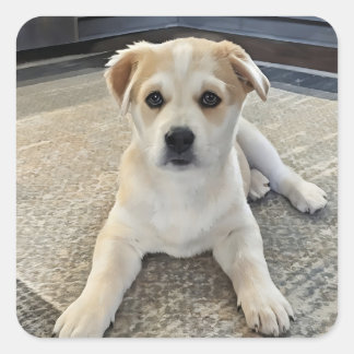 Cuteness Puppy Overload Sticker