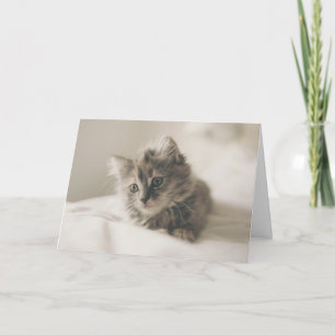 Cuteness therapie kitten denken aan uw kaart