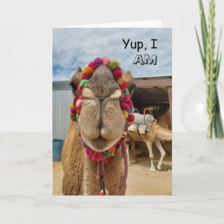 Cutesse De Camel Penser À Votre Carte