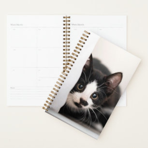 Cutest Baby Animals   Black & White Kitten