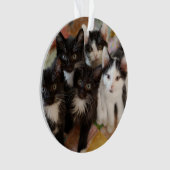 Cutest Baby Animals | Black & White Kittens (devant)