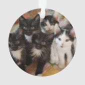 Cutest Baby Animals | Black & White Kittens (dos)