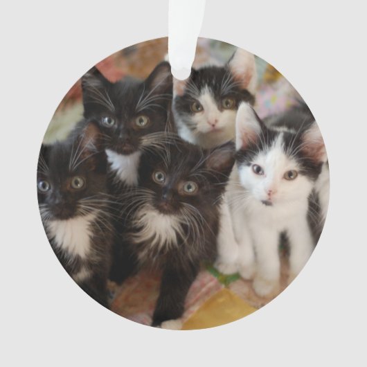 Cutest Baby Animals | Black & White Kittens Ornament (voorkant)