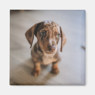 Cutest Baby Animals   Brown Dachshund Puppy Magneet