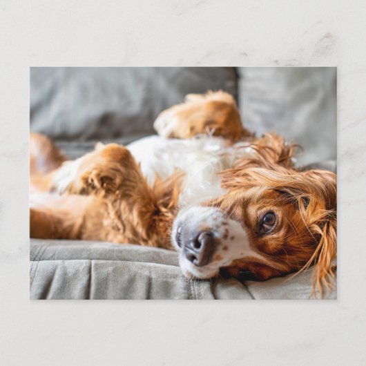 Cutest Baby Animals | Cocker Spaniel Briefkaart (Voorkant)