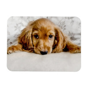 Cutest Baby Animals Cocker Spaniel Puppy Magneet