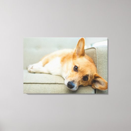 Cutest Baby Animals | Corgi Puppy on Couch Canvas Afdruk (Voorkant)