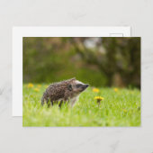 Cutest Baby Animals | European Hedgehog Briefkaart (Voorkant / Achterkant)