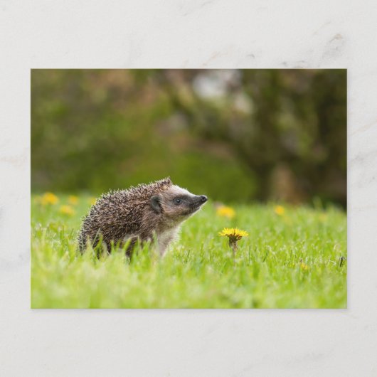 Cutest Baby Animals | European Hedgehog Briefkaart (Voorkant)