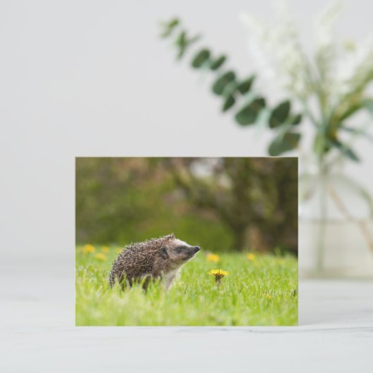 Cutest Baby Animals | European Hedgehog Briefkaart (Staand voorkant)
