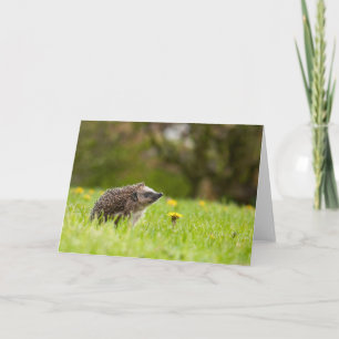 Cutest Baby Animals European Hedgehog Kaart