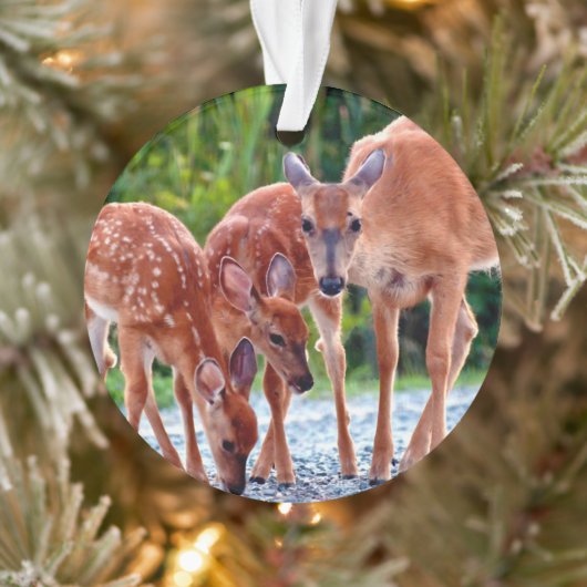 Cutest Baby Animals | Fawn with Babies (Arbre)