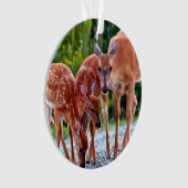 Cutest Baby Animals | Fawn with Babies (devant)