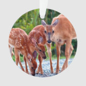 Cutest Baby Animals | Fawn with Babies (devant)