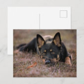 Cutest Baby Animals | German Shepherd Puppy Briefkaart (Voorkant / Achterkant)