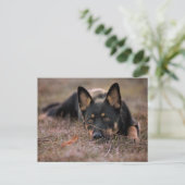 Cutest Baby Animals | German Shepherd Puppy Briefkaart (Staand voorkant)