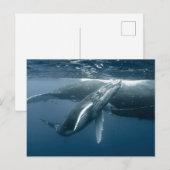 Cutest Baby Animals | Humpback Whale Calf Briefkaart (Voorkant / Achterkant)
