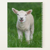 Cutest Baby Animals | Lil Lamb (Dos)