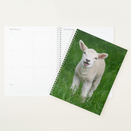 Cutest Baby Animals | Lil Lamb (Devant avec enveloppe)
