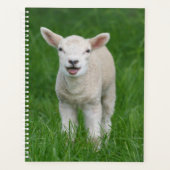 Cutest Baby Animals | Lil Lamb (Devant)