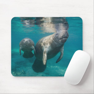 Cutest Baby Animals   Manatee & Baby Muismat