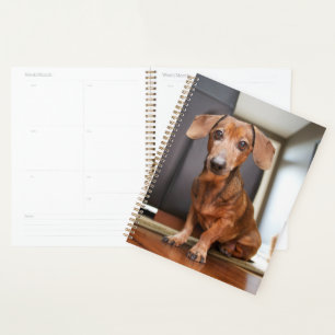 Cutest Baby Animals   Mini Dachshund Puppy