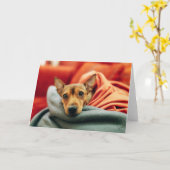 Cutest Baby Animals | Miniature Pinscher Kaart (Gele Bloem)