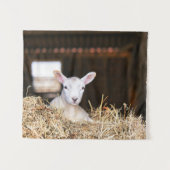 Cutest Baby Animals | Newborn Lamb Wandkleed (Voorkant (horizontaal))