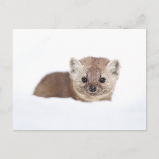 Cutest Baby Animals | Pine Marten Briefkaart (Voorkant)