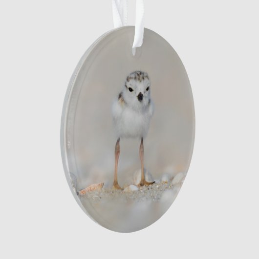 Cutest Baby Animals | Piping Plover Chick (devant)