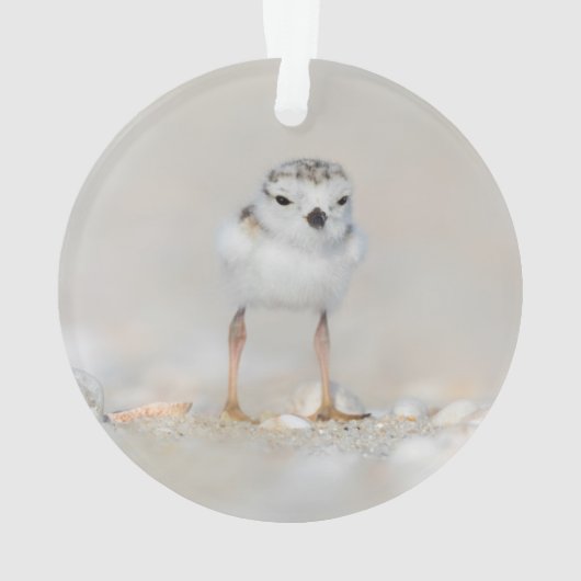Cutest Baby Animals | Piping Plover Chick (dos)