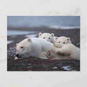 Cutest Baby Animals Polar Bear Family Alaska Briefkaart