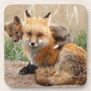 Cutest Baby Animals Red Fox & Baby Bier Onderzetter