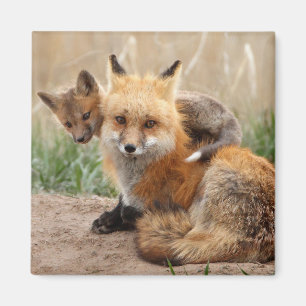 Cutest Baby Animals   Red Fox & Baby Magneet