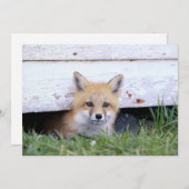 Cutest Baby Animals | Red Fox Kit Peeking Bedankkaart (Voorkant / Achterkant)