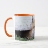 Cutest Baby Animals | Red Fox Kit Peeking Mok (Links)