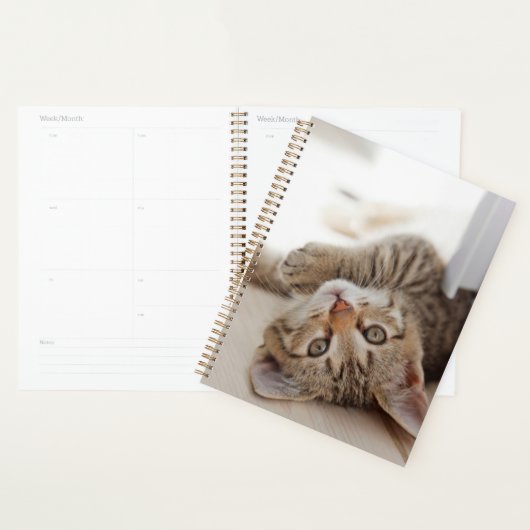Cutest Baby Animals | Shorthair Tabby Kitten (Devant avec enveloppe)