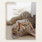 Cutest Baby Animals | Shorthair Tabby Kitten (Devant)